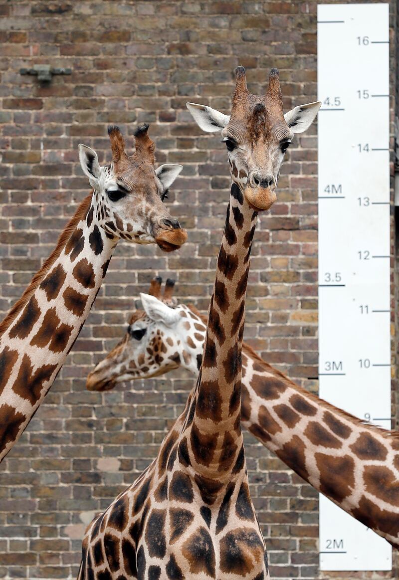 Giraffe stand beside a tape measure. AP Photo