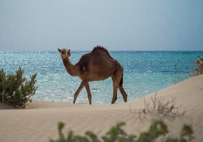 Desert meets ocean as a camel wanders at The Red Sea destination. Photo: Red Sea Global