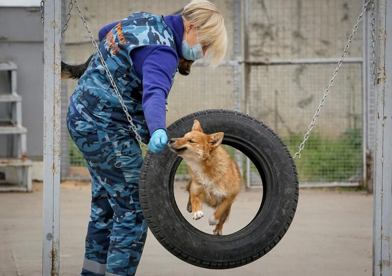 A trainer from the canine service of Aeroflot airline trains sniffer dogs to detect the coronavirus in biomaterial from infected people near Sheremetyevo International Airport, outside Moscow, Russia. Reuters
