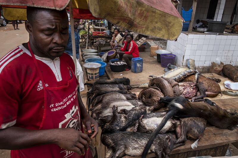 'Bushmeat and Epidemics' by Brent Stirton. Photo: Brent Stirton / Getty Images for National Geographic