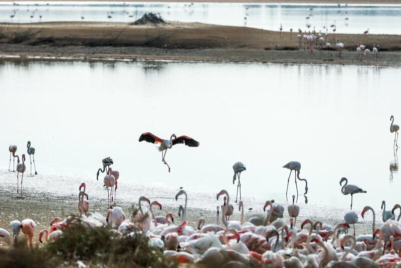 Abu Dhabi, U.A.E., November 13, 2018.  
Etihad Airways and Environment Agency-Abi Dhabi launch the Abu Dhabi Birdathon to commemorate the Year of Zayed at the Al Wathba Wetland Reserve, Abu Dhabi.
Victor Besa / The National
Section:  NA
Reporter:  Haneen Dajani