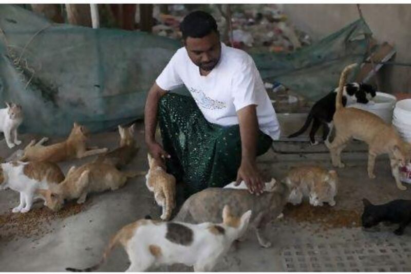 Raju Cheriyan, an Indian labourer at the camp, feeds the cats on a daily basis and is so attached to them that he says he would take 200 of them with him if he could.