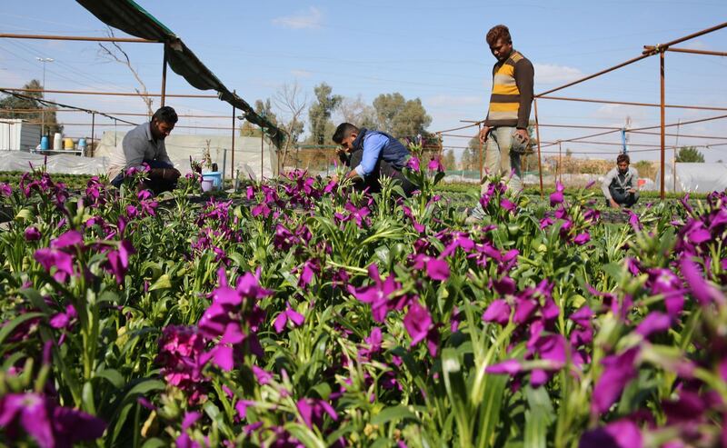 Iraqi workers work at a field in the capital Baghdad. Sabah Arar / AFP