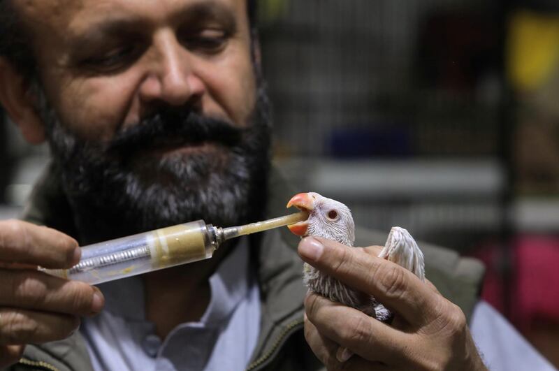 A man feeds a 20-day-old macaw with a syringe before putting it up for sale at a bird market in Peshawar, Pakistan. Reuters