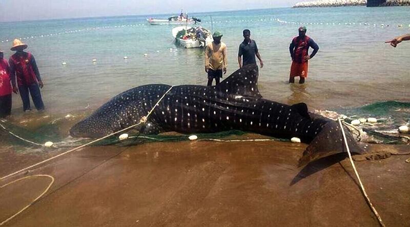 The whale shark caught by Fujairah fisherman on Thursday was towed back out to sea. Courtesy Aletihad