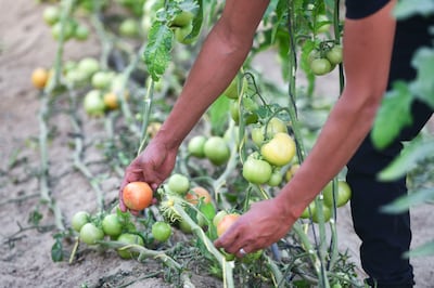 Tomatoes grown at a family farm in Abu Dhabi. The UAE is prioritising the growth of the food and agriculture sector to boost food security. Khushnum Bhandari / The National
