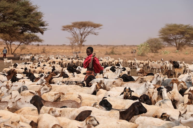 Herding goats across the parched landscape.towards some much-needed water. Reuters