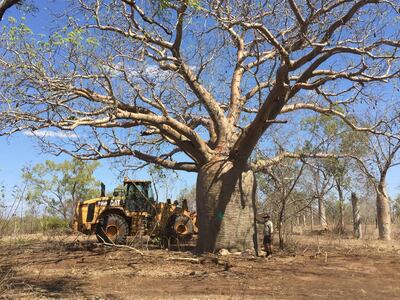 Baobabs are identifiable by their bulky trunks and slim branches. Photo: Cycad Enterprises