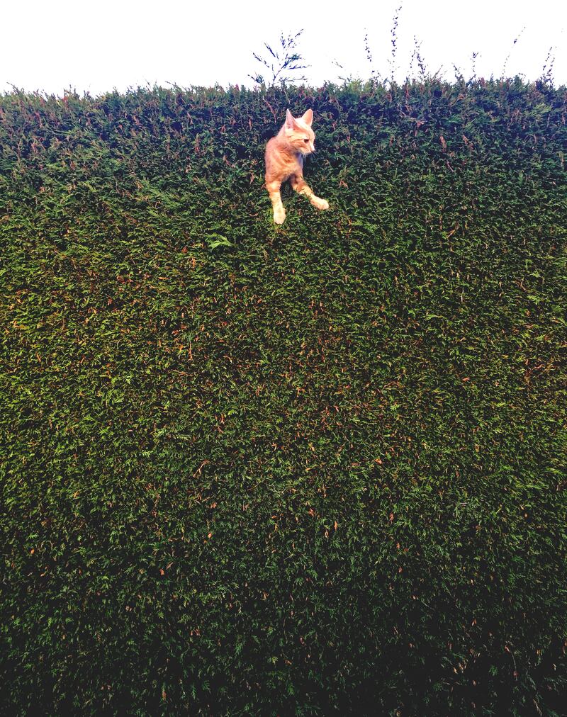 Junior Category Winner: 'Jack the cat stuck in the hedge' by Freya Sharpe from the UK.