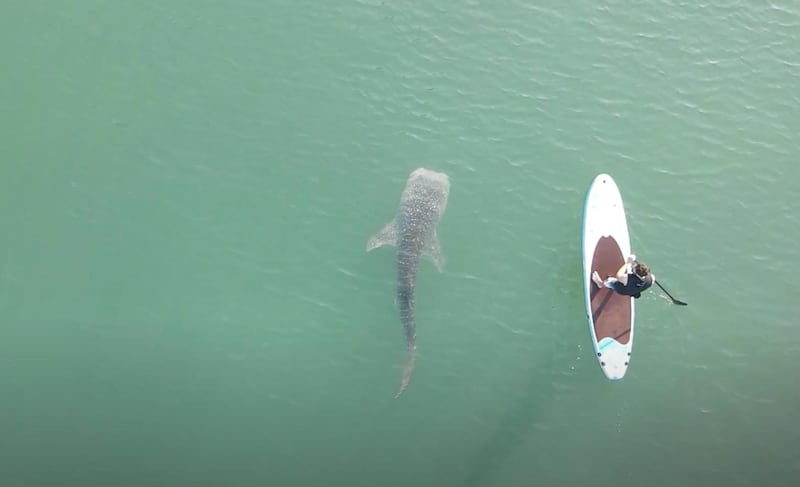 Paddling with a whale shark in Abu dhabi