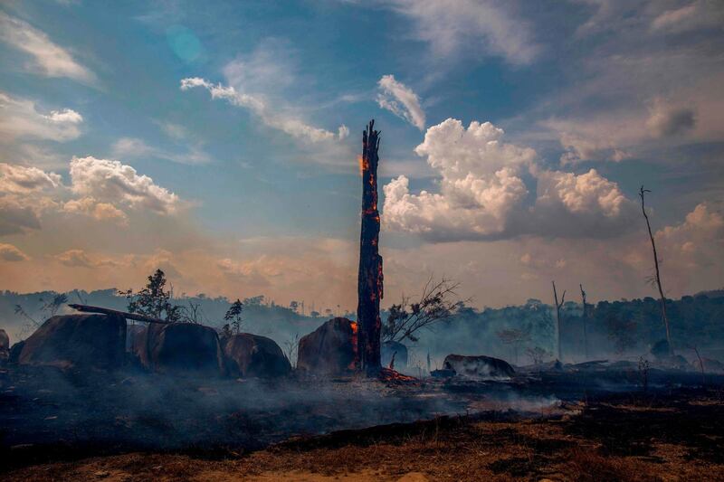 A burnt area of forest in Altamira, Para state. AFP