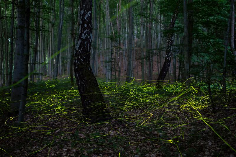 A multiple long exposure picture shows fireflies swarming in a forest near Salgotarjan, Hungary, 28 June 2022 (issued 29 June 2022).   EPA / PETER KOMKA HUNGARY OUT