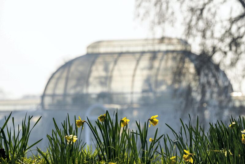 LONDON, ENGLAND - MARCH 02:  Daffodils in bloom in front of the Palm House at Kew Gardens on February 24, 2021 in London, England. (Photo by Ming Yeung/Getty Images)
