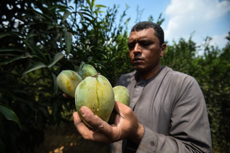 An Egyptian farmer shows a mango at his farm in the Giza Governorate. AFP