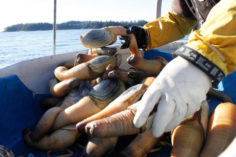 Freddy Gutmann sorts freshly harvested geoducks. The geoduck is both one of the largest clams in the world, and one of the longest-lived animals of any type. Clement Sabourin / AFP