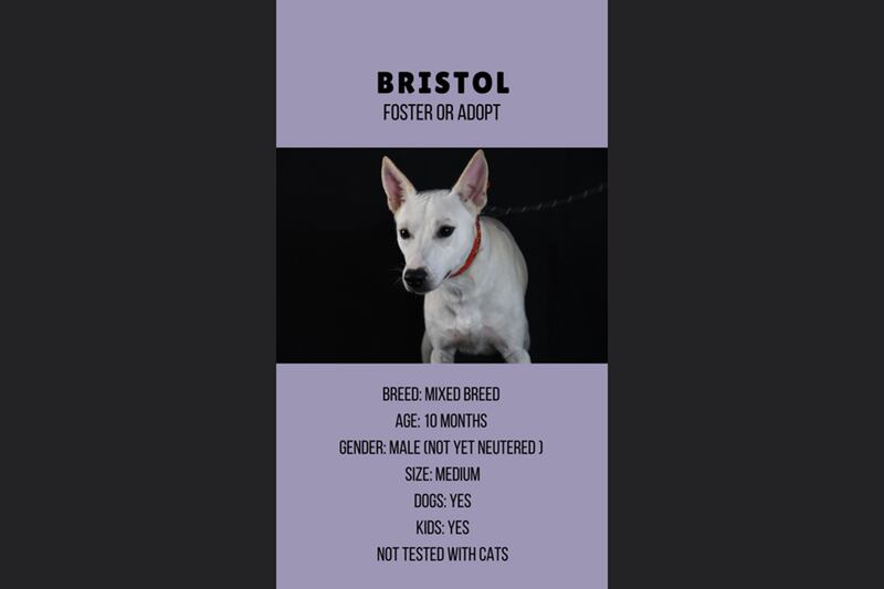 Bristol, 10 months, male.