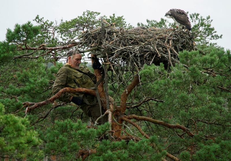 Belarusian ornithologist Vladimir Ivanovski, 73, climbs a tree with a nest of osprey chicks during the monitoring of nests of birds of prey, in a marsh at the Republican reserve "Koziansky" near the remote village of Kaziany, Belarus. Reuters