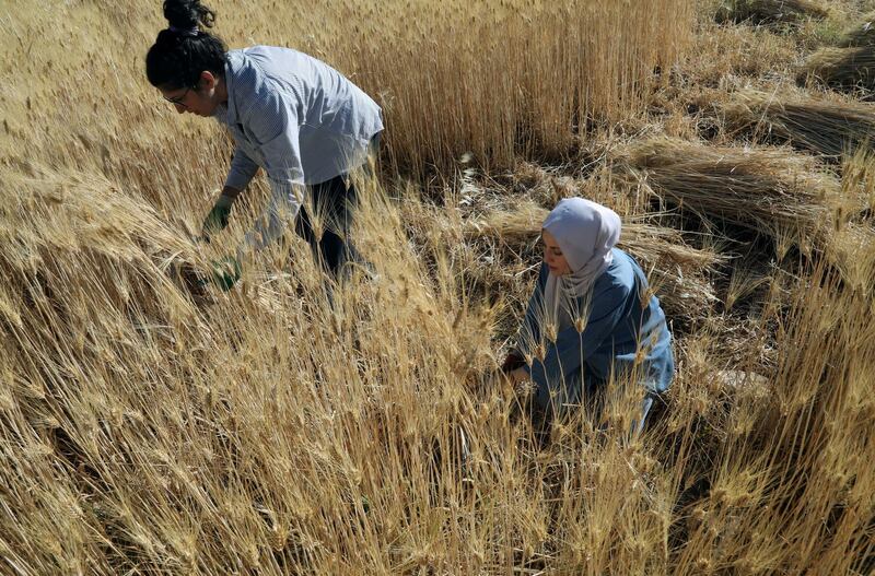 Women harvest wheat in the Jordanian capital, Amman. Reuters