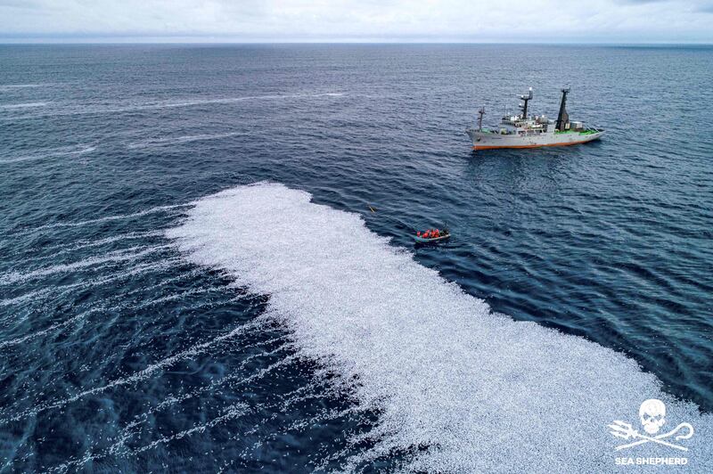 'FV Margiris' – the world's second-biggest fishing vessel – shed the dead fish into the Atlantic Ocean, forming a floating carpet of carcasses.