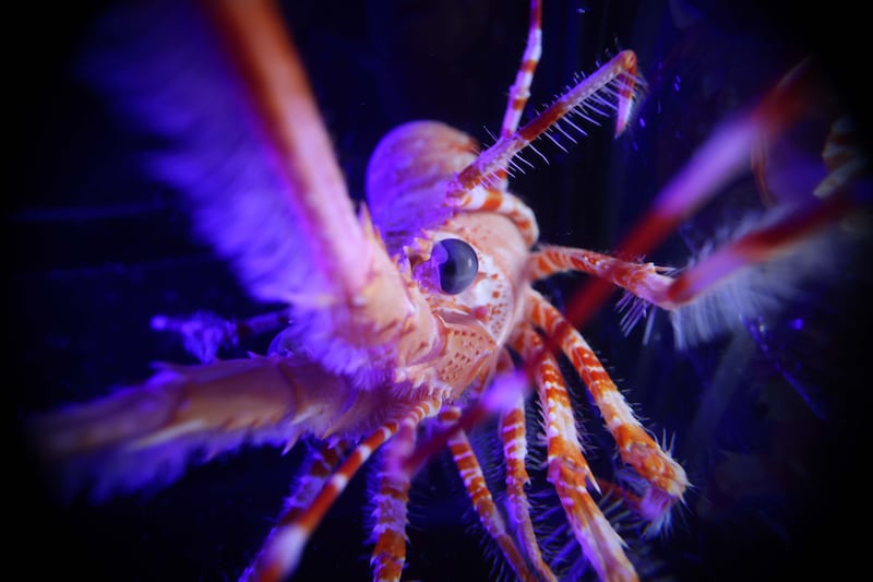 A long-headed spiny lobster found during the mission. Photo: OceanX