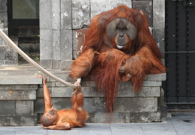Three-year-old orangutan of Sumatra, Berani, and his father Ujilan, are pictured at the Pairi Daiza wildlife park, zoo and botanical garden in Brugelette, Belgium.  REUTERS