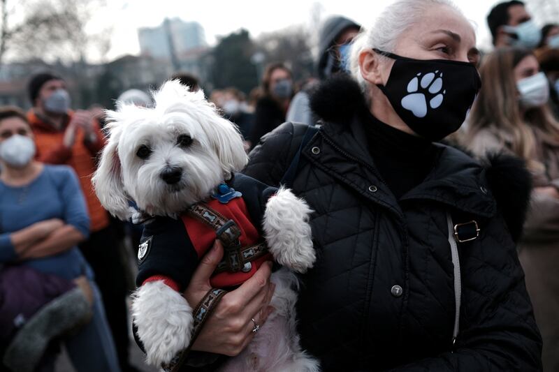 A demonstration takes place in Istanbul to demand protection for the city's strays. Following an attack by two pitbulls on young girl in December, Turkish President Recep Tayyip Erdogan ordered the city's municipalities to remove stray dogs from the streets. Reuters