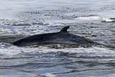 Significant steps have been taken over the years to safeguard the world's whale population. Photo: PA