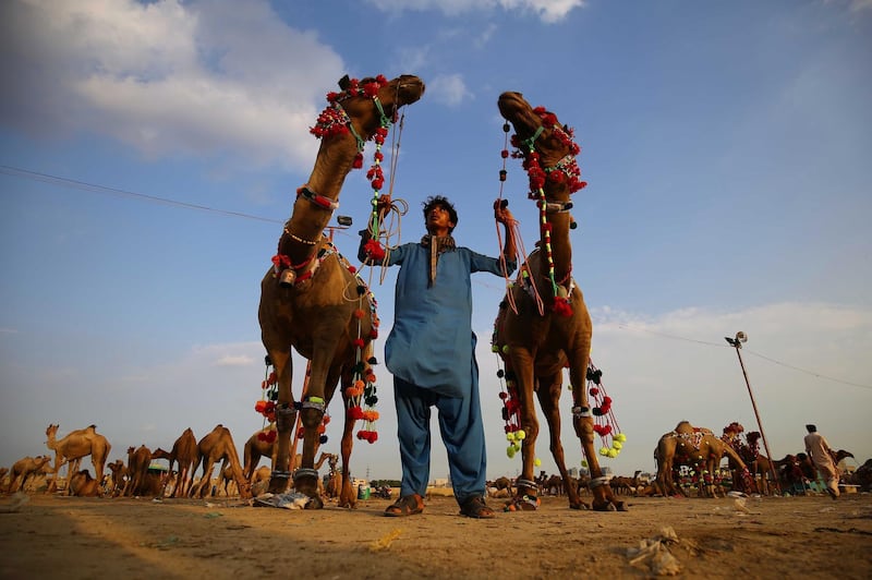 Sacrificial camels are put on sale at a market ahead of Eid Al Adha in Karachi, Pakistan.  EPA
