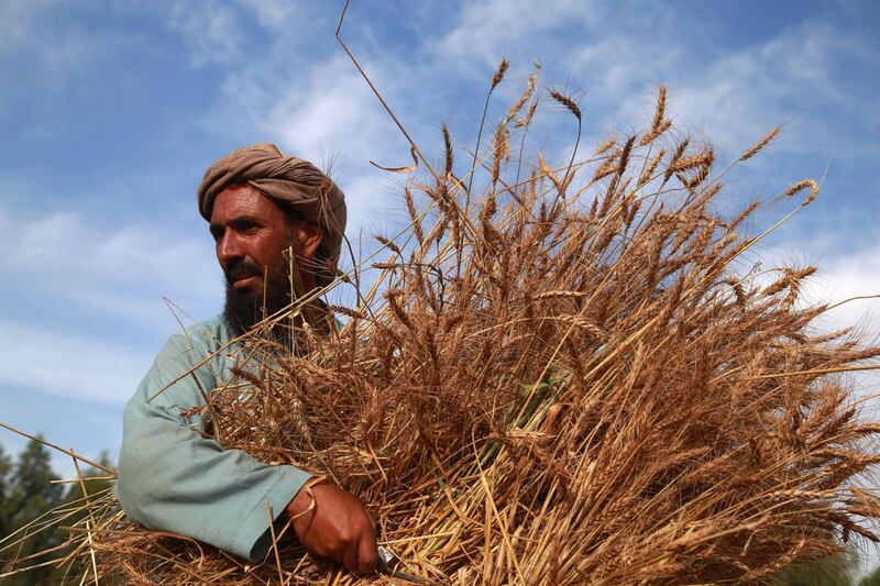 epa08410415 A farmer harvests wheat on the outskirts of Jalalabad, Afghanistan, 08 May 2020.  EPA/GHULAMULLAH HABIBI