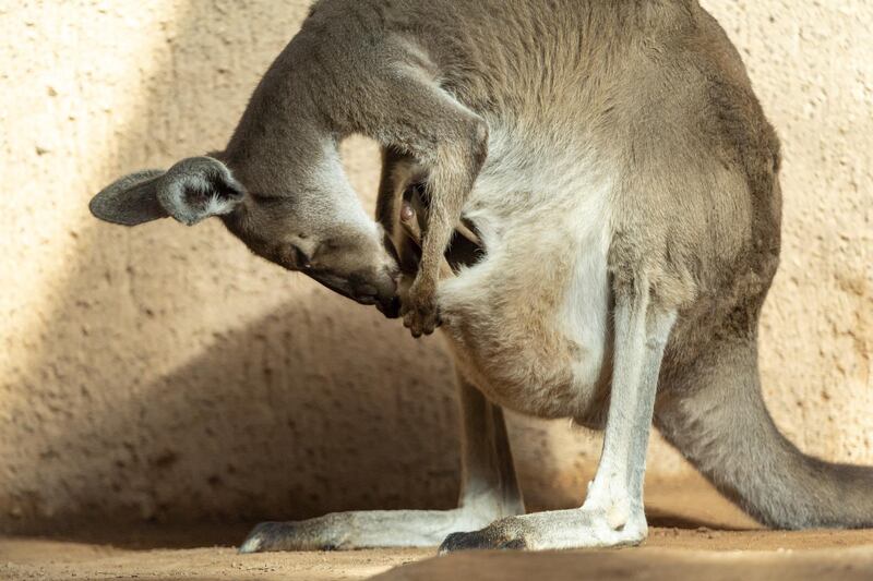 A Western Grey Giant Kangaroo (macropus fuliginosus) has a joey in her pouch at the zoo in Basel, Switzerland. EPA