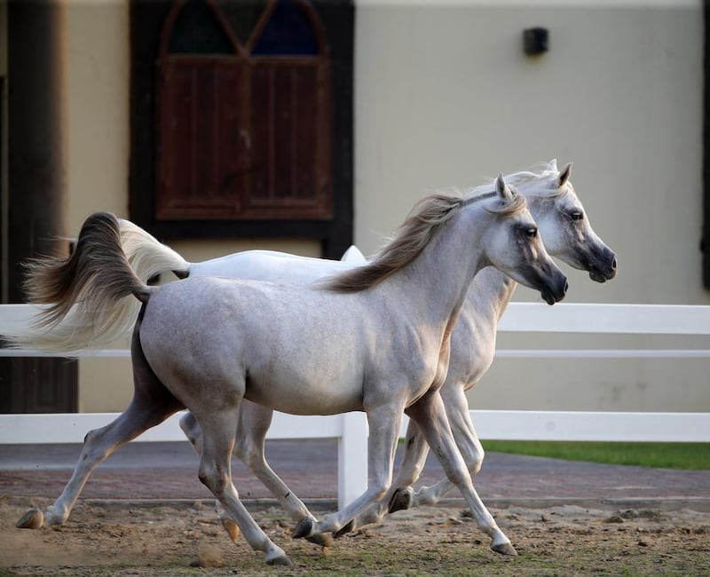 Arabian horses trot at the Sharjah Equestrian and Racing Club. Karim Sahib / AFP