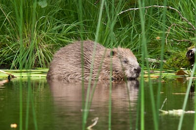 The Wildlife Trusts is helping to reintroduce beaver colonies. Photo: Steve Gardner