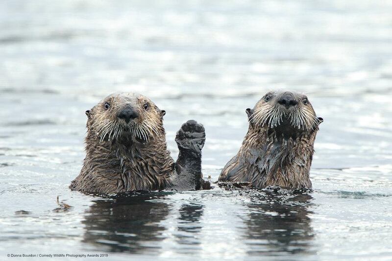 The Comedy Wildlife Photography Awards 2019
Donna Bourdon
Ooltewah
United States
Phone: 4233443501
Email: sonofabask@aol.com
Title: HI
Description: These Alaskan sea otters are saying 'HI' to us as we pass by on our boat.  We had been photographing Coastal Brown Bears in Geographic Bay for 5 days . When returning by boat, back to Kodiak, we had the change to spend time with a group of sea otters.  The two seemed to be greeting us with a warm welcome.
Animal: Sea Otters
Location of shot: Alaska