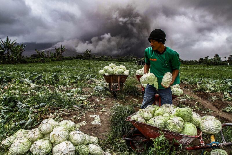 An Indonesian farmer harvests his cabbages during the eruption of Mount Sinabung volcano in Karo in North Sumatra. Ivan Damanik / AFP Photo