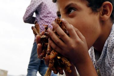 A boy holds a bunch of locusts he caught at an agricultural area in the central province of Dhamar, Yemen, on Monday. Massive swarms of the insects have spread throughout the country, where they are traditionally roasted and eaten. EPA