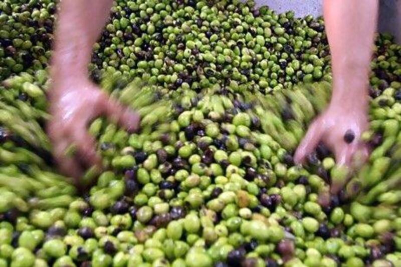 Members of the Canaan collective in Palestine were last year paid twice the going rate for their olives. Abbas Momani / AFP