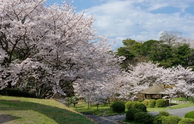 Blossoms at Tokiwa Park in Ube, Yamaguchi. Photo: JNTO