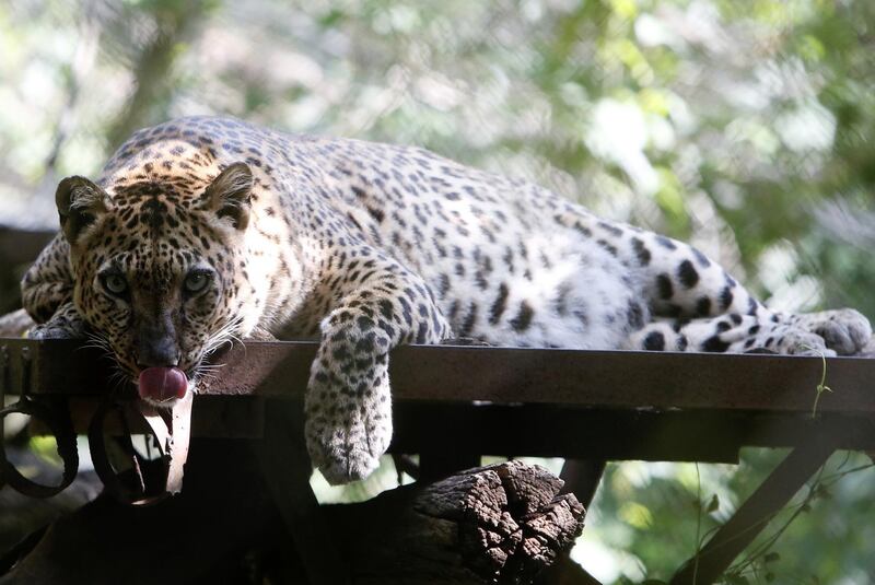 A leopard lies on a platform inside an enclosure at Phnom Tamao Wildlife Rescue Center in Cambodia. EPA