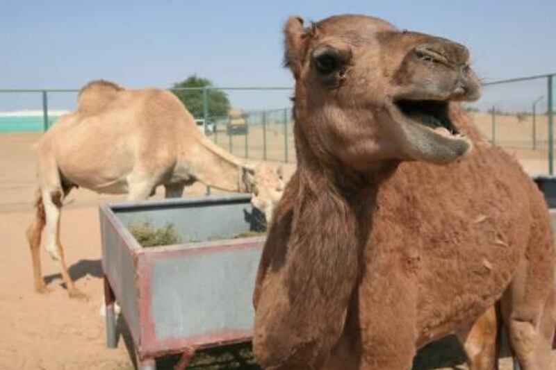 DUBAI - DECEMBER 7,2009 - "Injaz" , the cloned camel during birthday celabration at the Camel Reproduction Centre in Al Awir Dubai. ( Paulo Vecina / The National ) *** Local Caption ***  PV Injaz 10.jpg