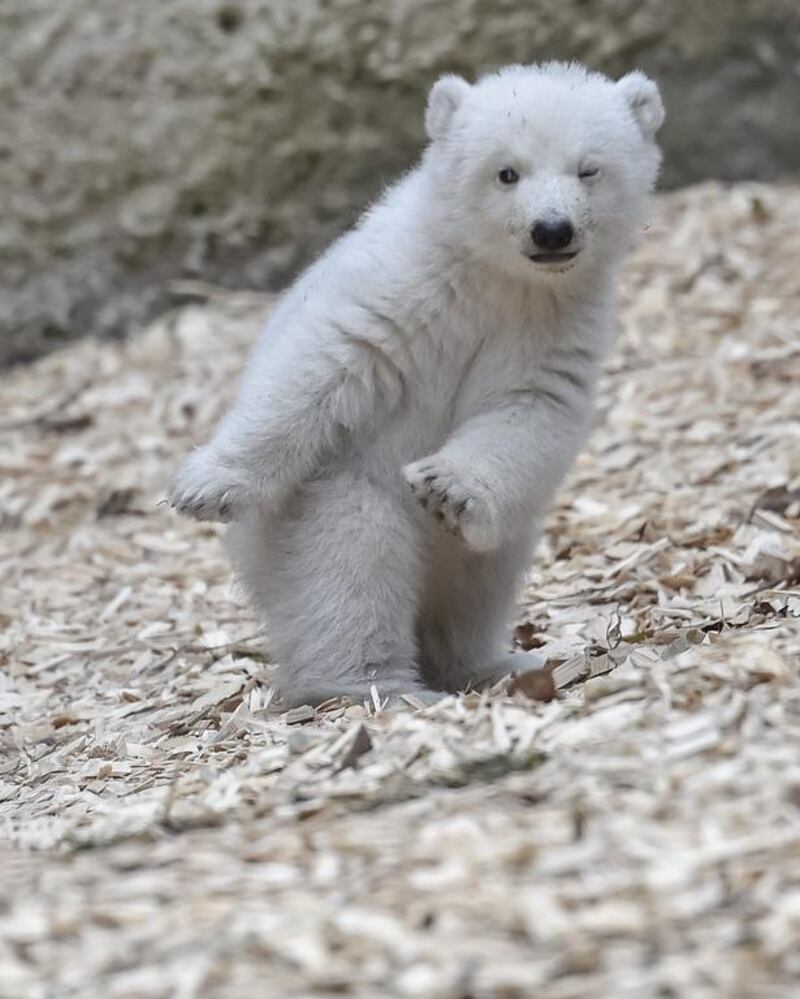 A 14-week-old polar bear strikes a pose at the Hellabrunn zoo in Munich, Germany. Guenter Schiffmann / AFP / February 24, 2017