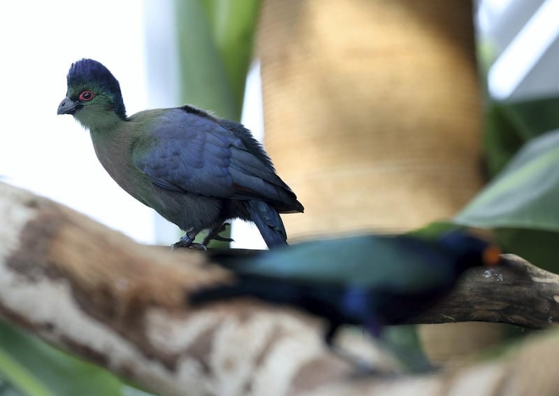 Dubai, United Arab Emirates - July 03, 2019: Purple crested turaco. The Green Planet for Weekender. Wednesday the 3rd of July 2019. City Walk, Dubai. Chris Whiteoak / The National