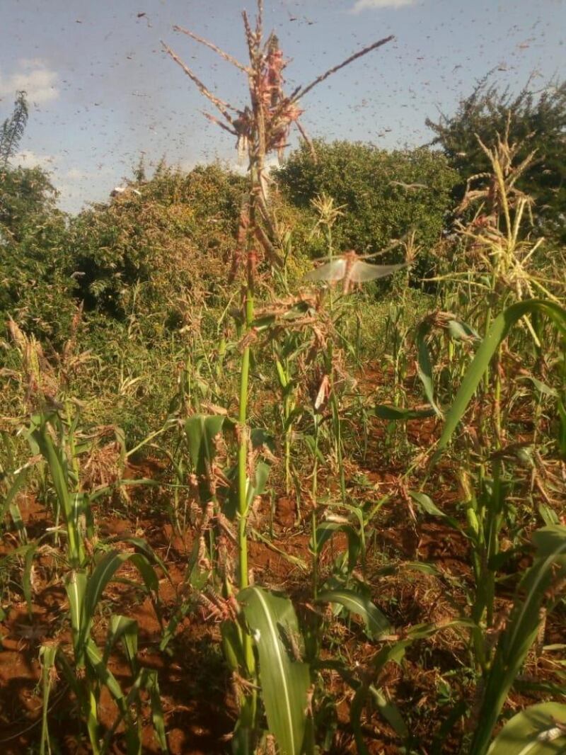 Locusts are seen in a farm in Marsabit County, Northern Kenya in this picture distributed on January 19, 2021. Ilias Iman/Catholic Relief Services/Handout via REUTERS THIS IMAGE HAS BEEN SUPPLIED BY A THIRD PARTY. NO RESALES. NO ARCHIVES