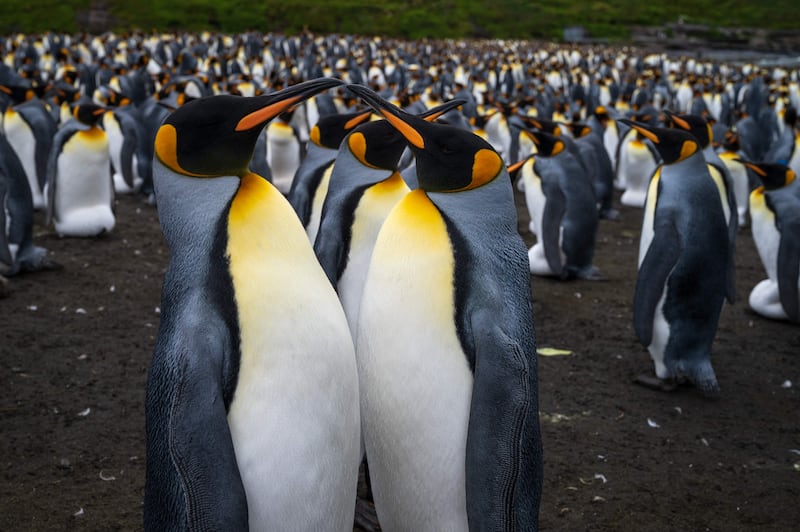 King penguins on Desolation Island. There are about 700,000 breeding pairs of king penguins on the islands
