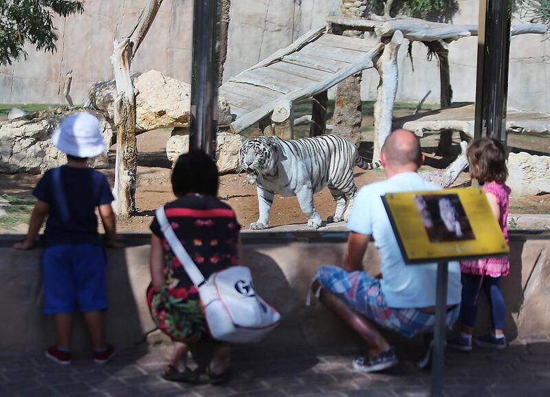A family watches a white tiger at the Al Ain Zoo yesterday. The Sheikh Zayed Desert Learning Centre  at the zoo is in the running for an international award for sustainability. Delores Johnson / The National  