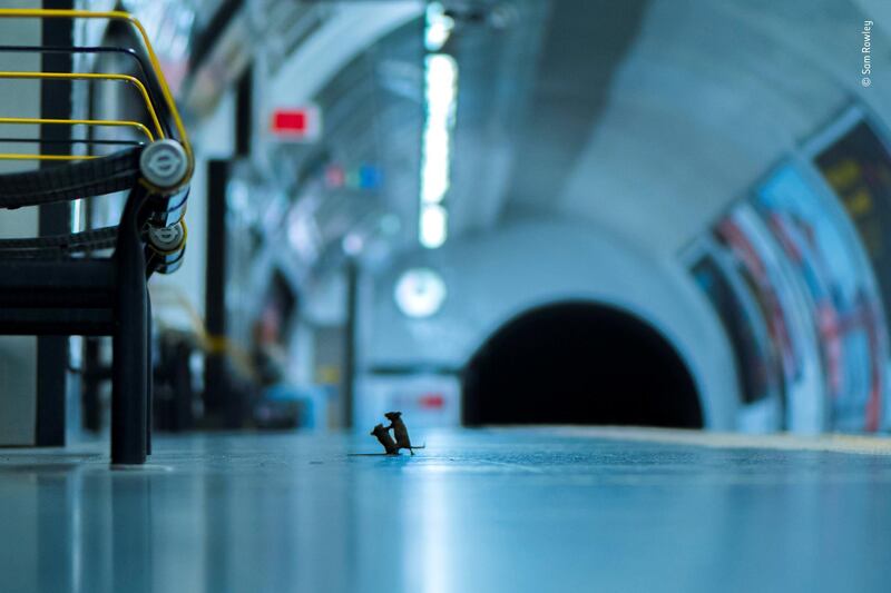 Winner: Station squabble by Sam Rowley, UK. Rowley discovered the best way to photograph the mice inhabiting London’s Underground was to lie on the platform and wait. He only saw them fight over scraps of food dropped by passengers a few times, possibly because it is so abundant. This fight lasted a split second, before one grabbed a crumb and they went their separate ways. © Sam Rowley - Wildlife Photographer of the Year
