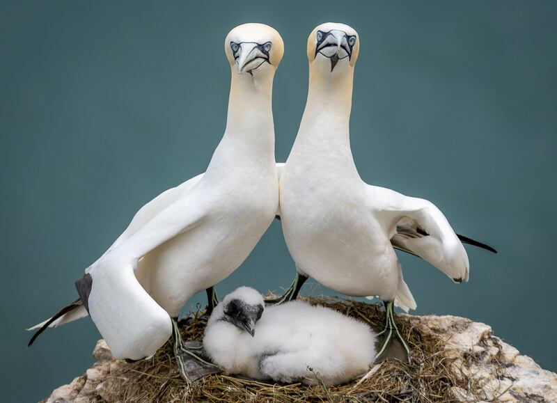 Northern gannets in Yorkshire, UK. Zoe Ashdowne / Comedywildlife