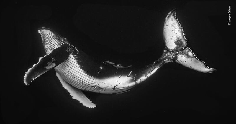 A new season male humpback calf twists and turns in the important process of acquiring the life skills of a humpback whale. There appears to be a certain curiosity as he keeps a keen eye on the photographer. His mum is motionless 20 metres down - a good depth to extend his breathold capability as he returns to suckle. Vava'u, Kingdom of Tonga. Nauticam underwater housing.