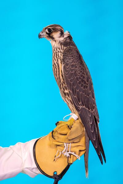 A Saudi man displays a falcon which was sold for SR650,000 (US$173284) during an auction at Saudi Falcons Club Auction in King Abdulaziz Festival in Mulham, north of Riyadh, Saudi Arabia, October 13, 2020, Picture taken October 13, 2020. Media Center Saudi Falcons Club Auction via REUTERS ATTENTION EDITORS - THIS IMAGE HAS BEEN SUPPLIED BY A THIRD PARTY.