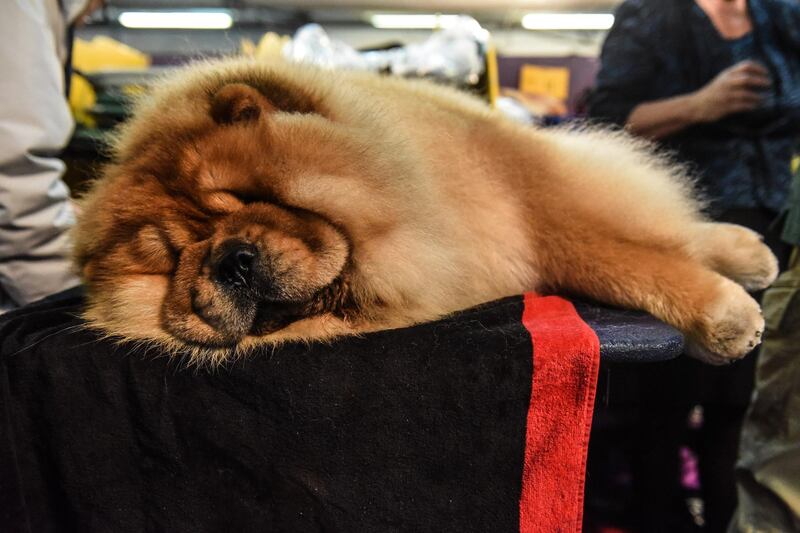 More down time: A dog is groomed before participating in the 144th annual Westminster Kennel Club Dog Show. AFP