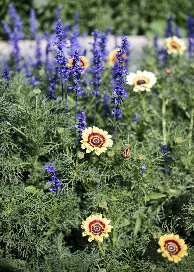 FUJAIRAH, UNITED ARAB EMIRATES.  16 FEBRUARY 2021. 
Rainbow flower and salvia at Mohammed Al Mazroui's UAE Flower Farm in Asimah.
Photo: Reem Mohammed / The National
Reporter: Alexandra Chavez